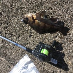 撒き餌しながら穴釣り